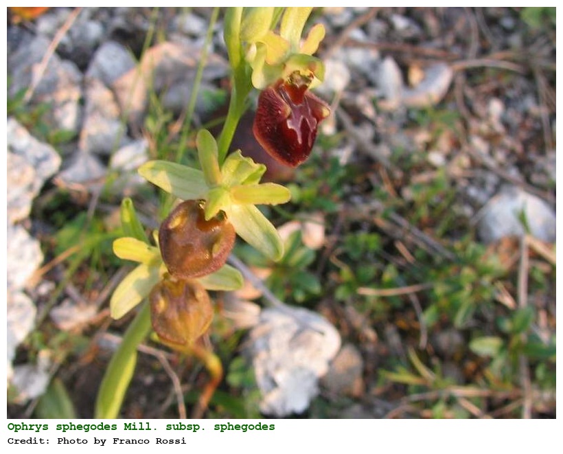 Ophrys sphegodes Mill. subsp. sphegodes